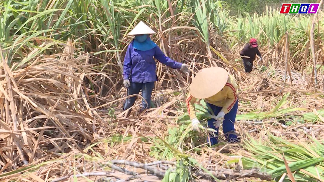 Vùng nguyên liệu mía phía Đông Gia Lai với nhiều tín hiệu lạc quan, khởi sắc