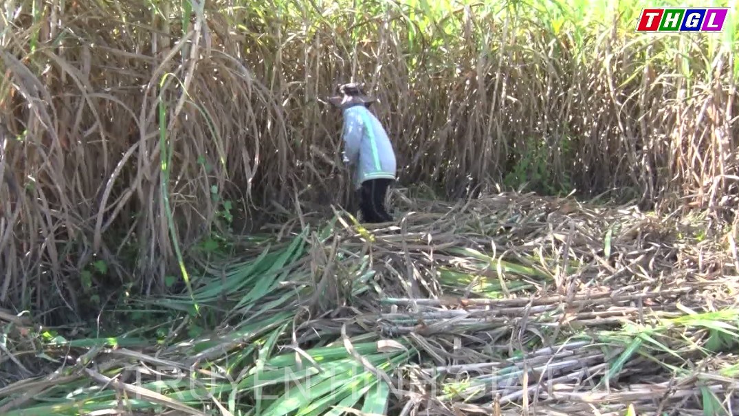 Kbang tập trung đẩy nhanh tiến độ thu hoạch mía