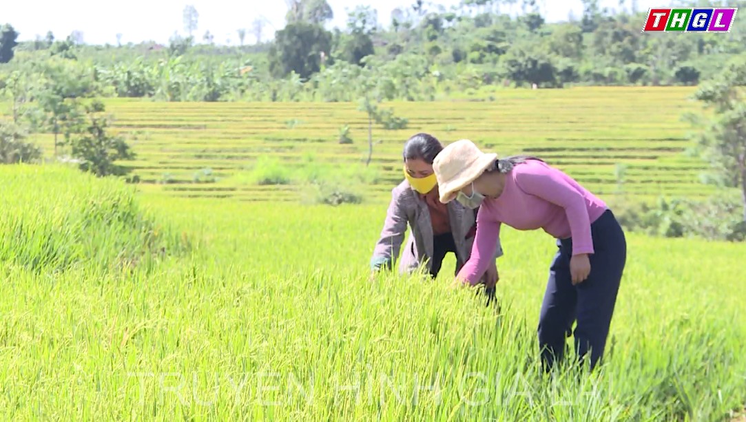 “Mùa vàng” trên cánh đồng ruộng bậc thang tại làng Greo Sek