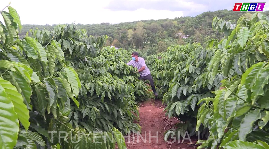 Giá phân bón tăng, nông dân tiết kiệm đầu tư