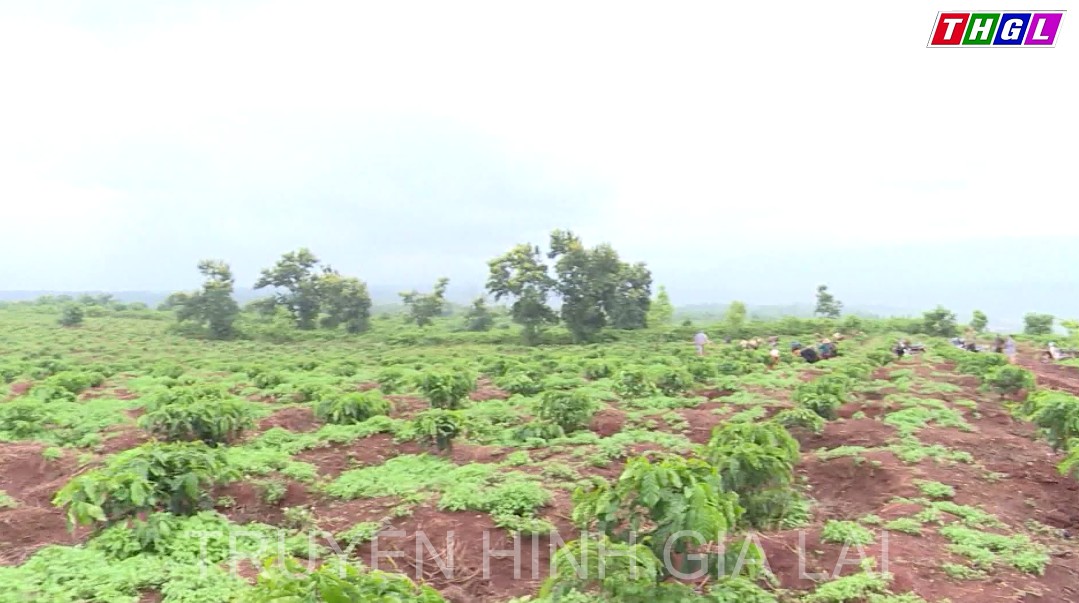 Hội Nông dân Đak Đoa tập trung phát triển kinh tế theo chuỗi liên kết