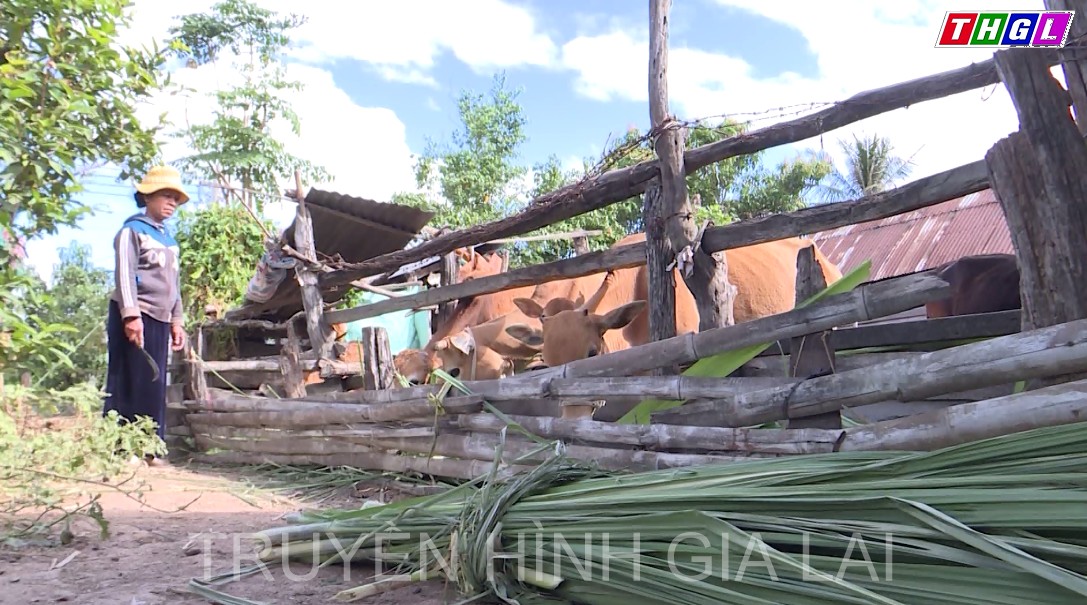 Nỗ lực thay đổi tập quán chăn nuôi của bà con DTTS