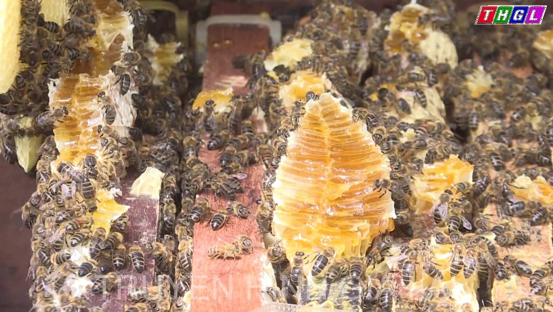 Toàn tỉnh Gia Lai hiện có khoảng 96.000 đàn ong