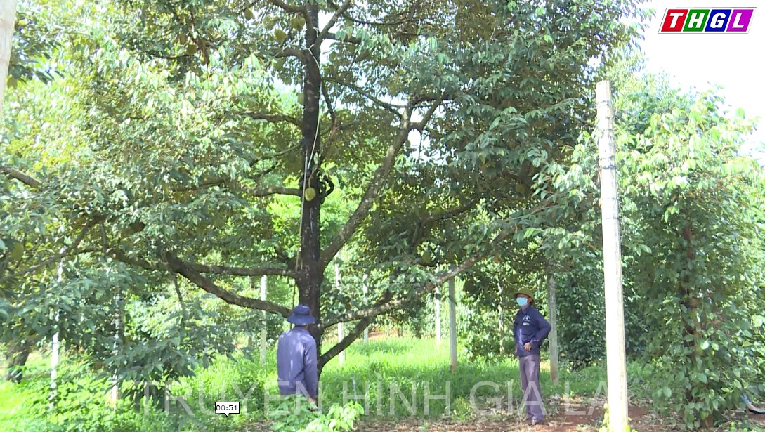 Xã Ia Krái hướng đến xây dựng sầu riêng thành sản phẩm OCOP