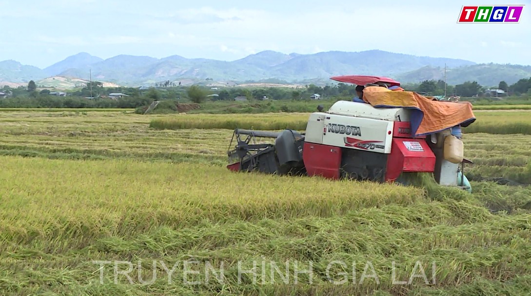 Nông dân Phú Thiện khẩn trương thu hoạch lúa vụ Đông Xuân 2021-2022