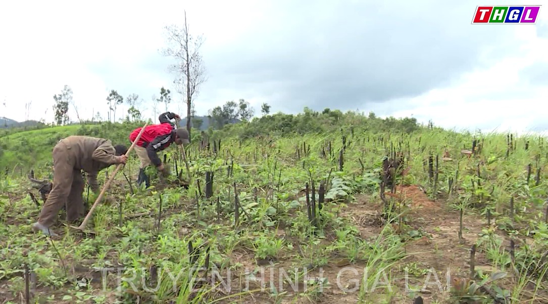 Huyện Đak Pơ chuẩn bị các điều kiện để triển khai kế hoạch trồng rừng năm 2022