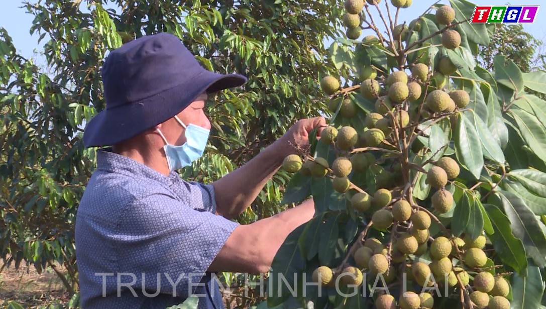 Ia Dreng nâng cao giá trị kinh tế từ mô hình cây ăn trái