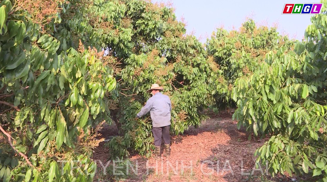 Hiệu quả từ mô hình chuyển đổi cây ăn quả ở huyện Kông Chro