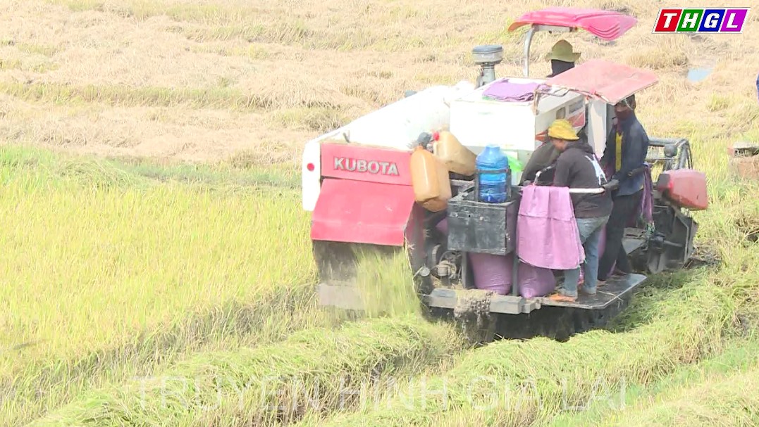 Nông dân thị xã Ayun Pa, đã thu hoạch  80% diện tích lúa Đông xuân 2021-2022