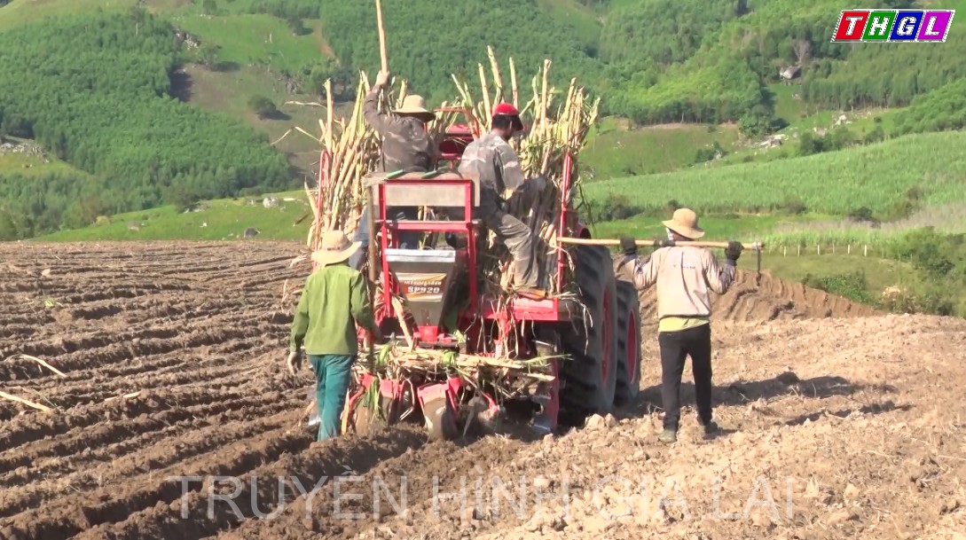Kbang trồng mới hơn 1.420ha mía