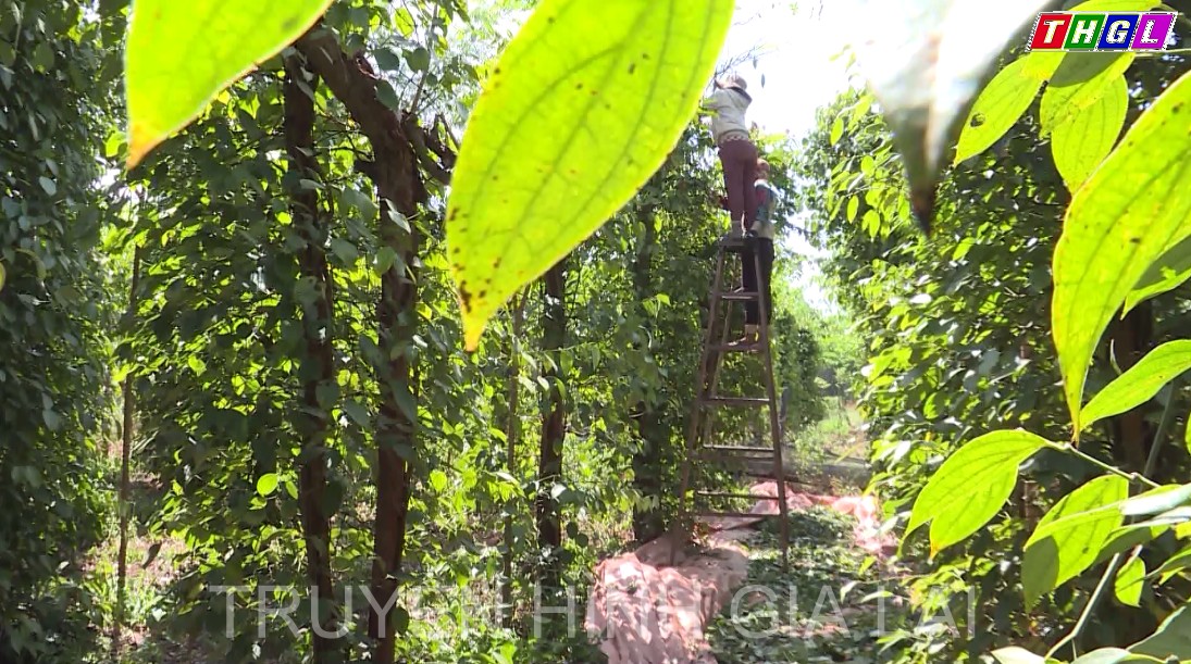 Diện tích hồ tiêu của huyện Chư Sê giảm khoảng 1.500 ha so với năm 2017