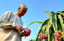 Người trồng thanh long càng làm càng lỗ