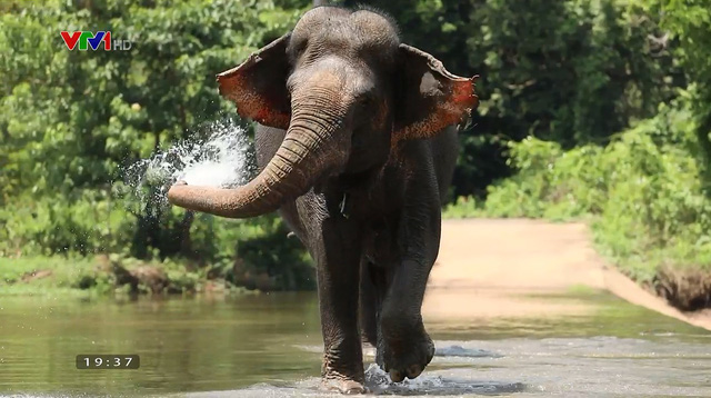 Hãy để voi được nghỉ ngơi