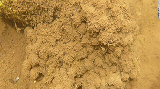 Cháy rừng gây ô nhiễm nguồn nước đang cạn kiệt ở miền Tây nước Mỹ