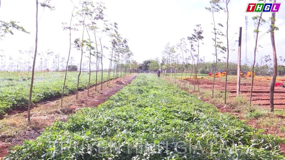 Huyện Chư Sê đẩy mạnh triển khai tái cơ cấu cây trồng theo hướng liên kết sản xuất chuỗi sản phẩm nông nghiệp