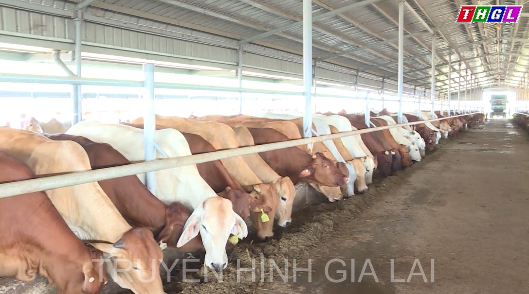 Sự góp mặt của những “ông lớn” đầu tư vào  lĩnh vực chăn nuôi