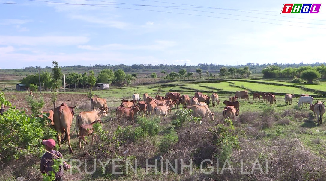 Chư Sê quan tâm thực hiện nhiều mô hình khuyến nông ứng dụng công nghệ cao