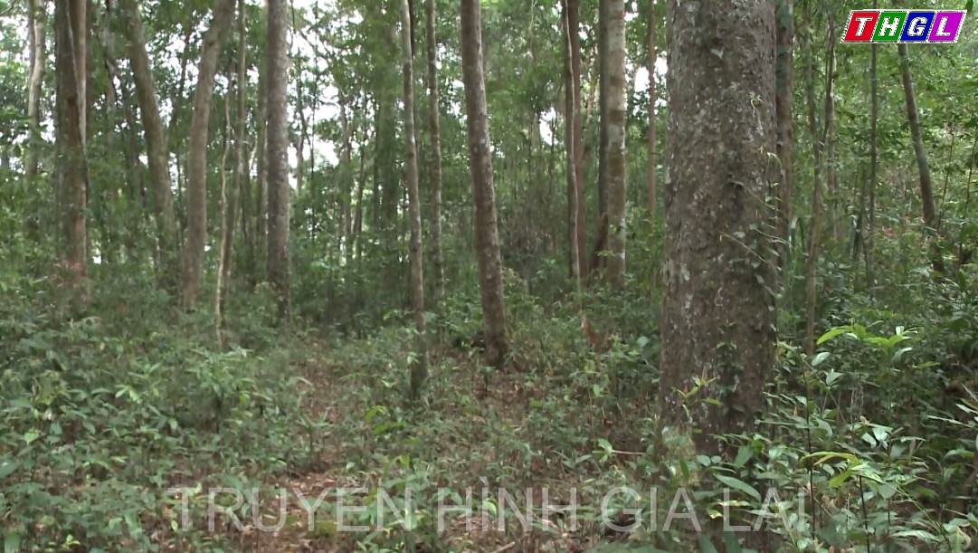 Dự kiến khoảng 02 tỷ đồng để xây dựng Trung tâm trồng khảo nghiệm và sản xuất giống cây dược liệu tại Khu Bảo tồn thiên nhiên Kon Chư Răng