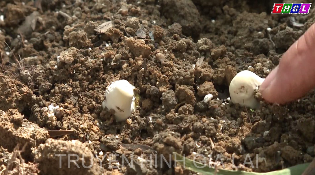 Trồng dược liệu dưới tán rừng, hướng đi mới trong phát triển kinh tế ở Chư Păh