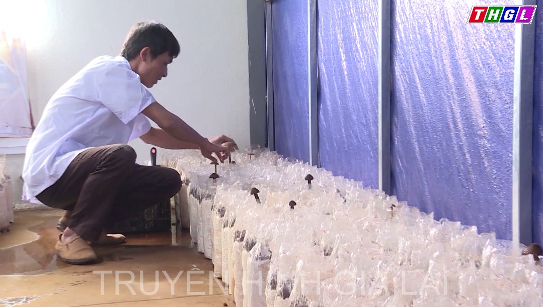 Gia Lai đầu tư nghiên cứu, ứng dụng, chuyển giao khoa học công nghệ