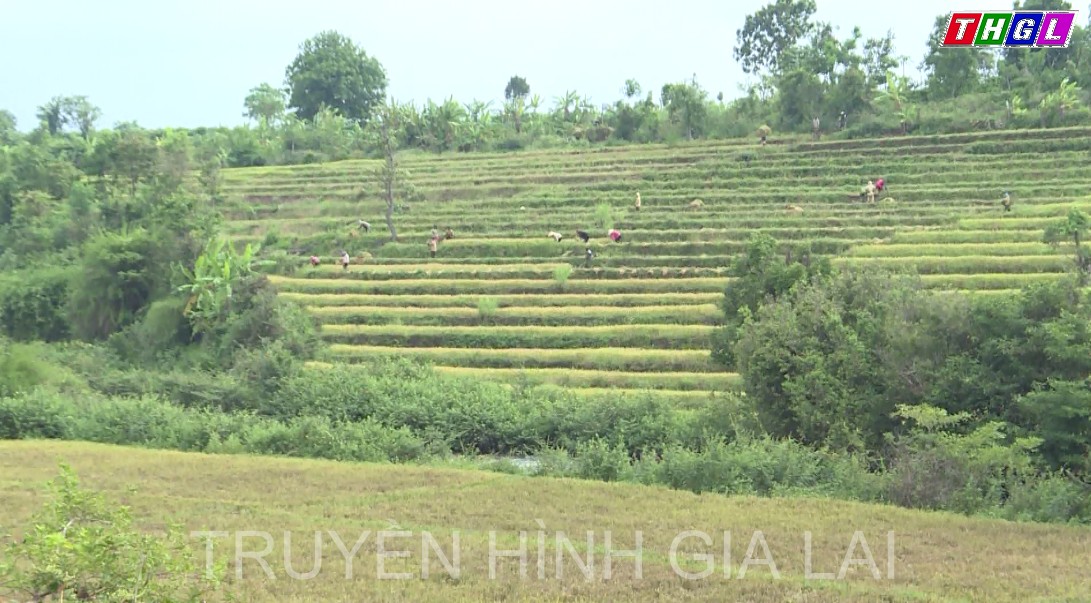 Gắn kết đồng bào Jrai qua mô mình nông hội trồng lúa ở xã Dun, huyện Chư Sê