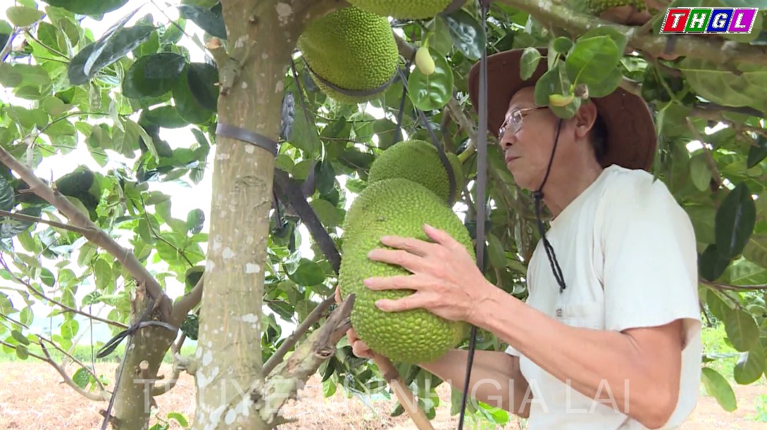 Toàn tỉnh Gia Lai thực hiện chuyển đổi gần 38.000 ha cây trồng kém hiệu quả