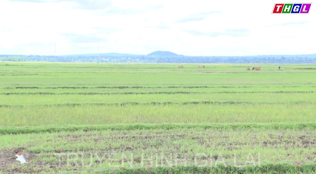 Giải pháp cho những chân ruộng có nguy cơ cao bị hạn