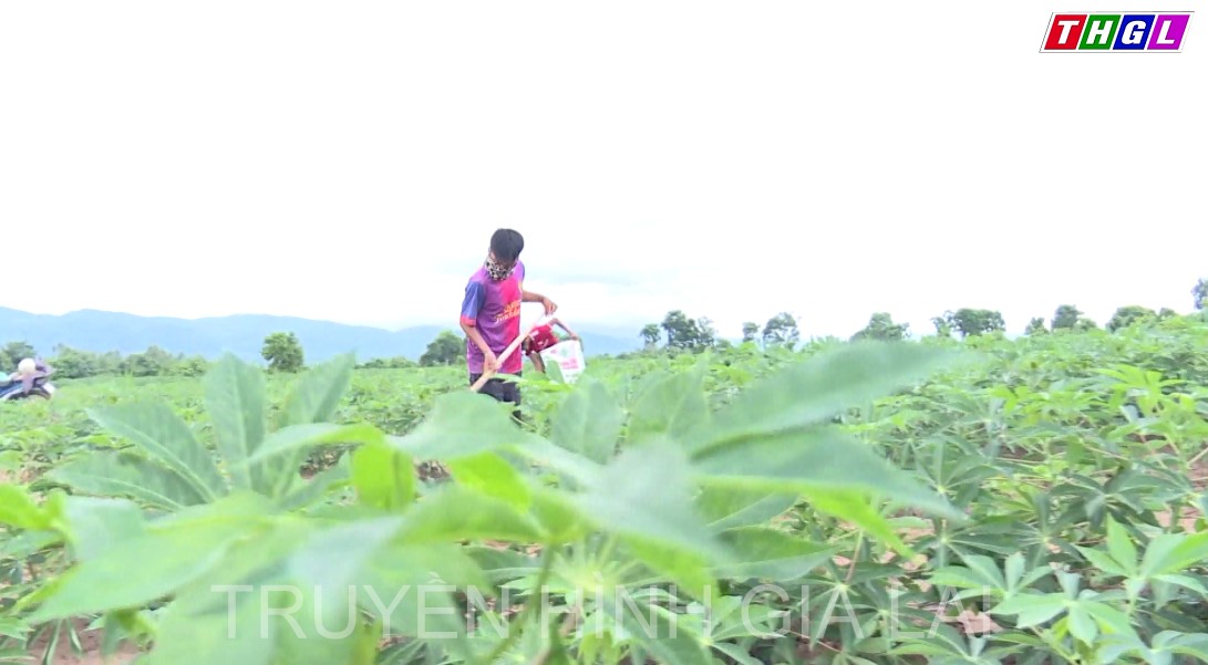 Hội Nông dân huyện Krông Pa triển khai có hiệu quả nhiều mô hình, dự án phát triển sản xuất nông-lâm nghiệp