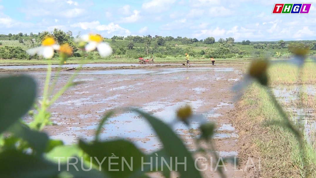 Hiệu quả của Dự án giảm nghèo khu vực Tây Nguyên-tỉnh Gia Lai