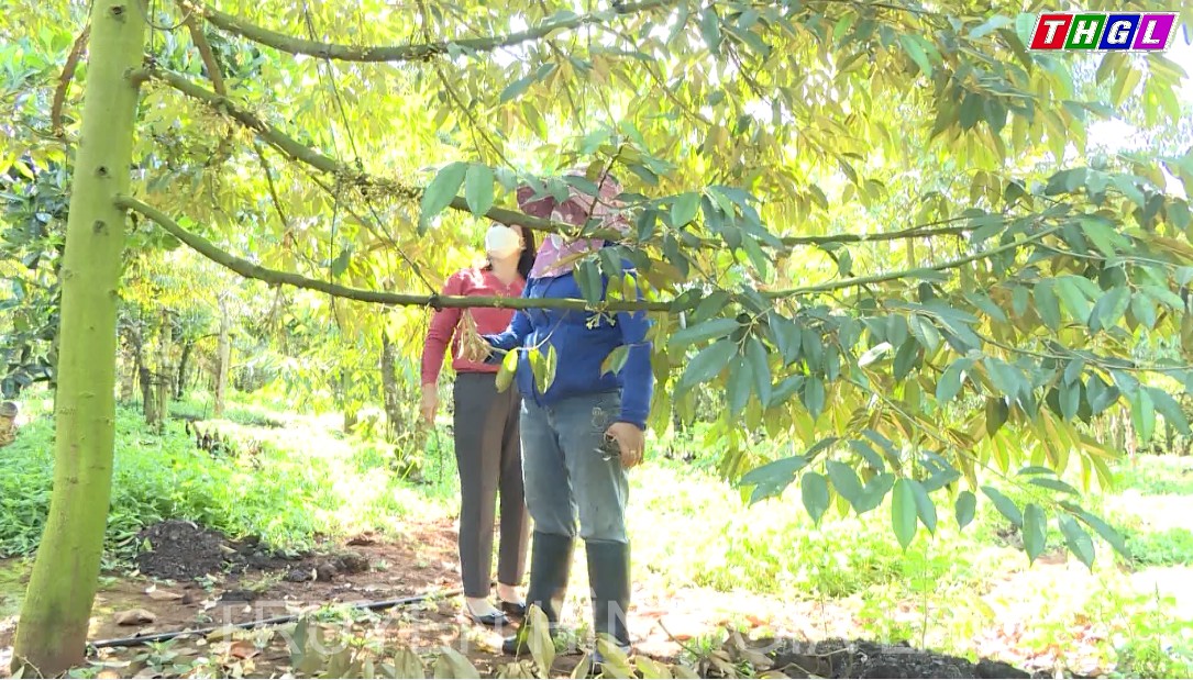 Gia Lai phấn đấu cuối năm 2022 sẽ có 30% hợp tác xã nông nghiệp liên kết với doanh nghiệp theo chuỗi giá trị