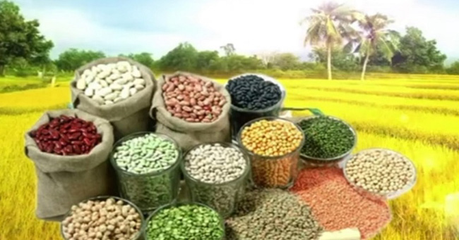 Liên Hợp Quốc họp cấp Bộ trưởng về an ninh lương thực toàn cầu