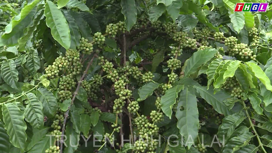 Huyện Ia Grai triển khai nhiều chính sách hỗ trợ hợp tác xã phát triển