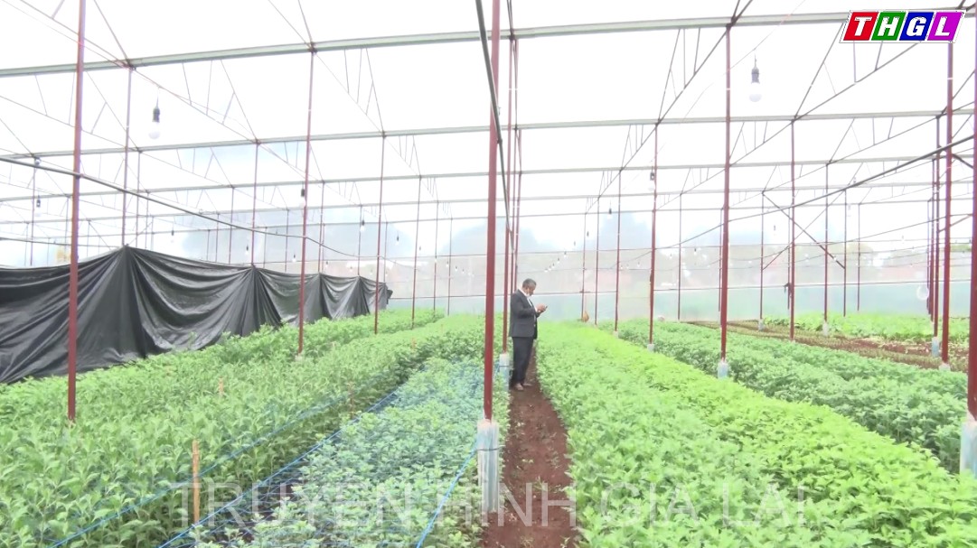 Một nông dân khởi nghiệp thành công mô hình trồng hoa trong nhà màng