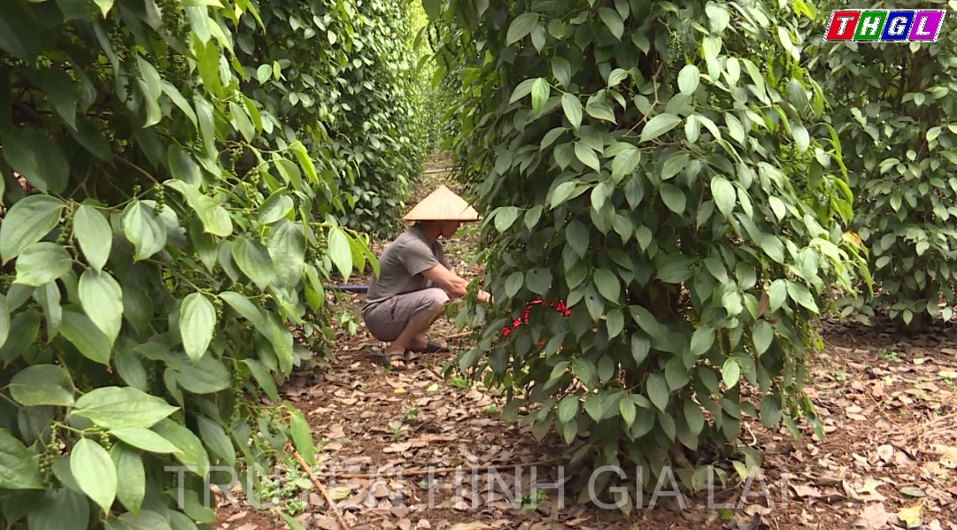 Nông dân tăng cường sử dụng phân hữu cơ vì lợi ích kép đem lại