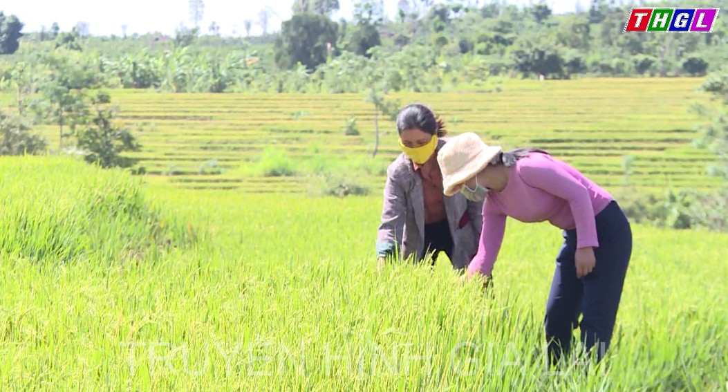 Tỉnh Gia Lai phấn đấu đến cuối năm 2022 có khoảng 372 hợp tác xã