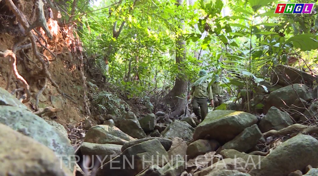 Series phóng sự: Chuyện về nhân viên quản lý, bảo vệ rừng