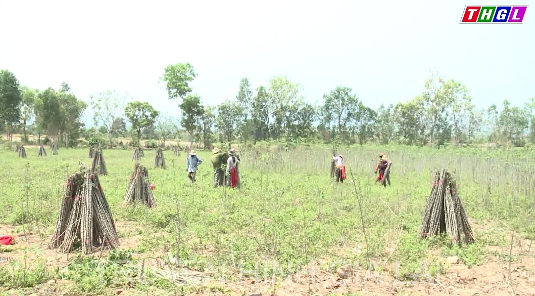 Gia Lai tập  trung nâng cao giá trị cây sắn