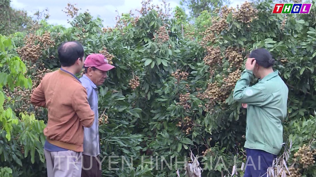 Trên địa bàn huyện Chư Sê hiện có 26 hợp tác xã