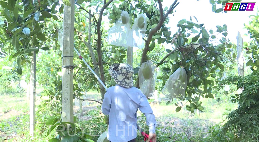 Nông dân Hbông tập trung nâng cao giá trị cây ăn trái