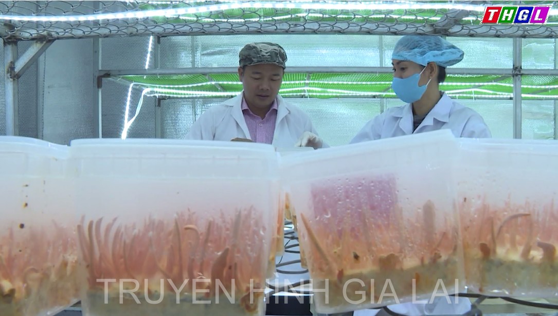 53/220 xã, phường, thị trấn trên địa bàn tỉnh Gia Lai đã có sản phẩm đạt OCOP cấp tỉnh