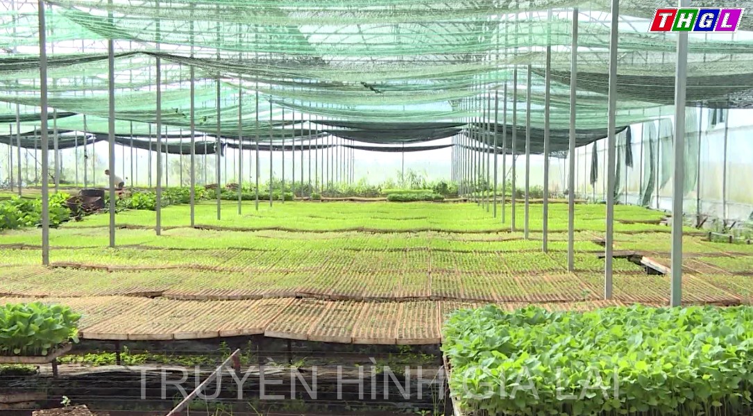 Pleiku phấn đấu nâng giá trị sản xuất trên một ha đất canh tác đạt 250 triệu đồng/năm trở lên