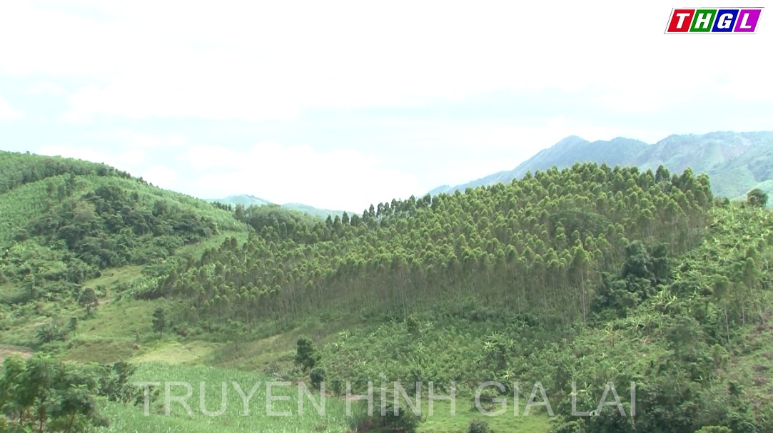 Đảm bảo chỉ tiêu trồng mới 8.000 ha rừng năm 2022