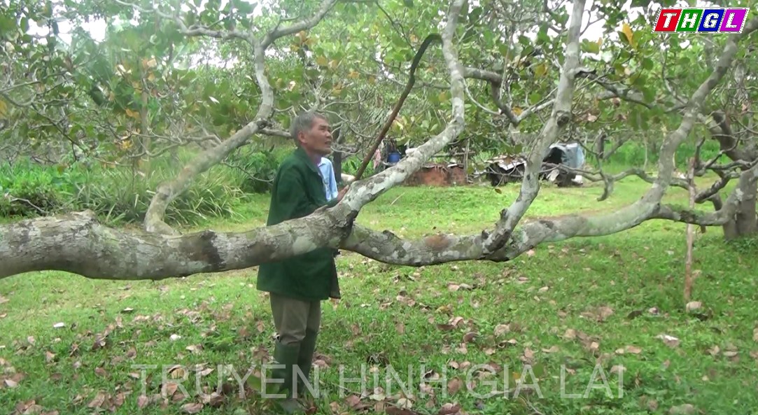 Ông Ngô Văn Phong – Thương binh làm kinh tế giỏi