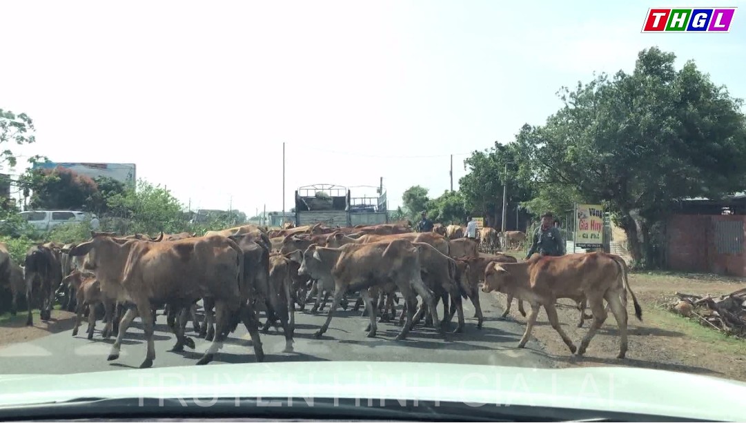 Tiềm ẩn nguy cơ gây tai nạn giao thông từ việc chăn thả gia súc trên quốc lộ