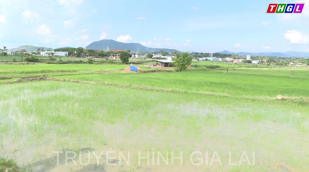 Hiệu quả bước đầu của Công trình thủy lợi Tầu Dầu 2