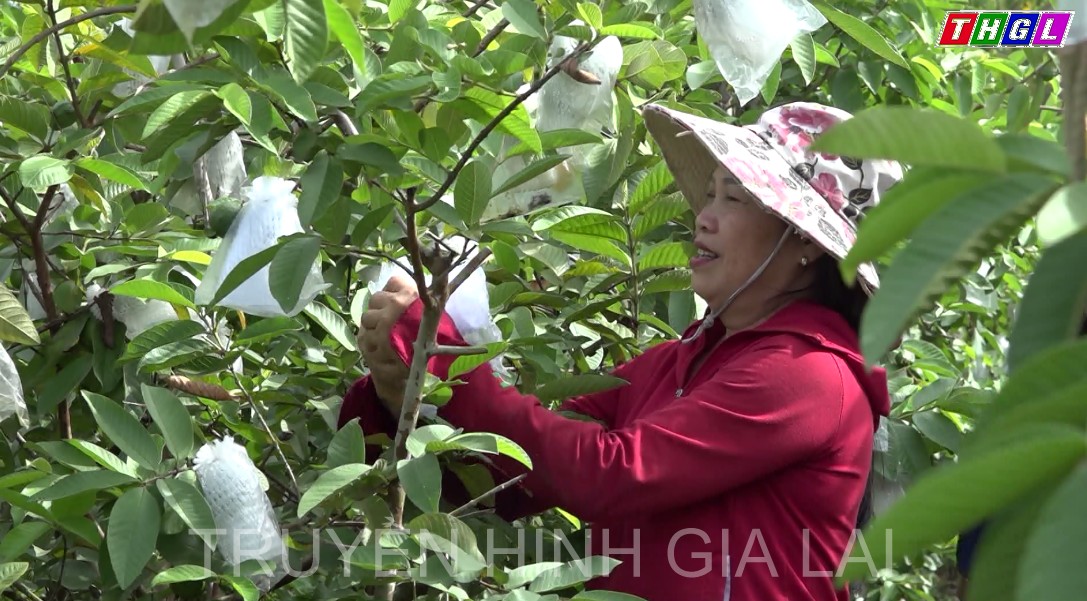 Nông dân Tân An chủ động chuyển đổi cơ cấu cây trồng