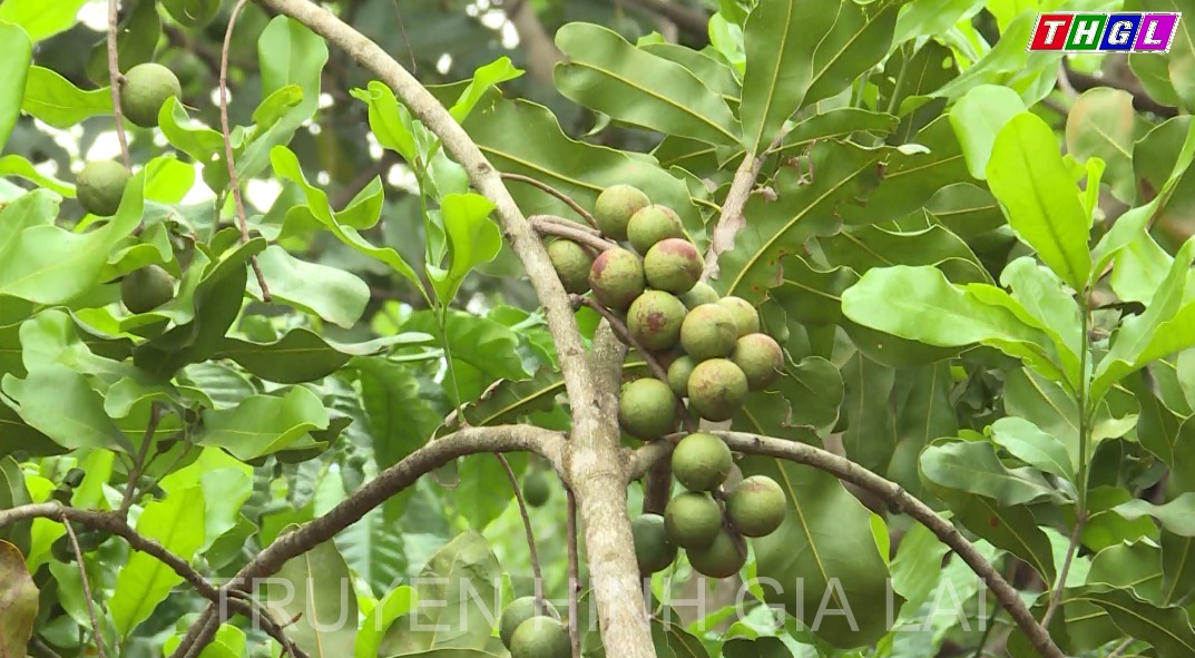 Hướng phát triển kinh tế cho người dân Ia Phí từ cây mắc ca