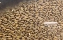 Nga tìm giải pháp thông thương ngũ cốc của Ukraine