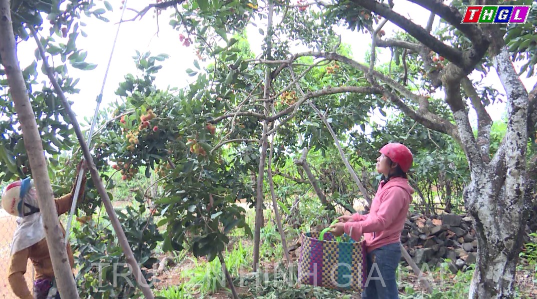 Nông dân Gia Lai phấn khởi bước vào vụ thu hoạch trái cây