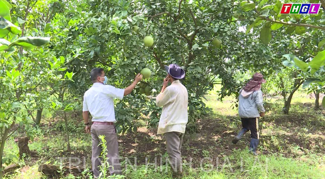 Nông dân huyện biên giới phát triển cây ăn trái